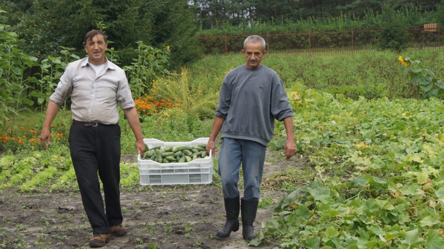 Stasiek i Leszek – zbiór warzyw